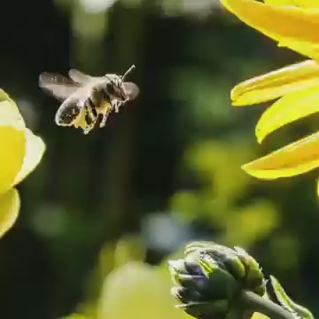 🐝 Bee Venom Ultra Strength Pain Relief Cream (Pack of 2)